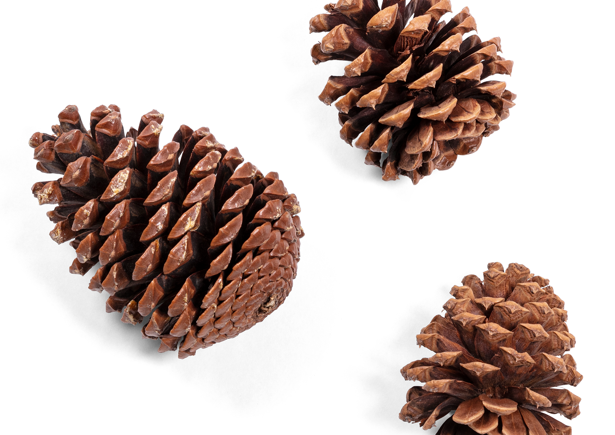 Jeffrey Pine Cone