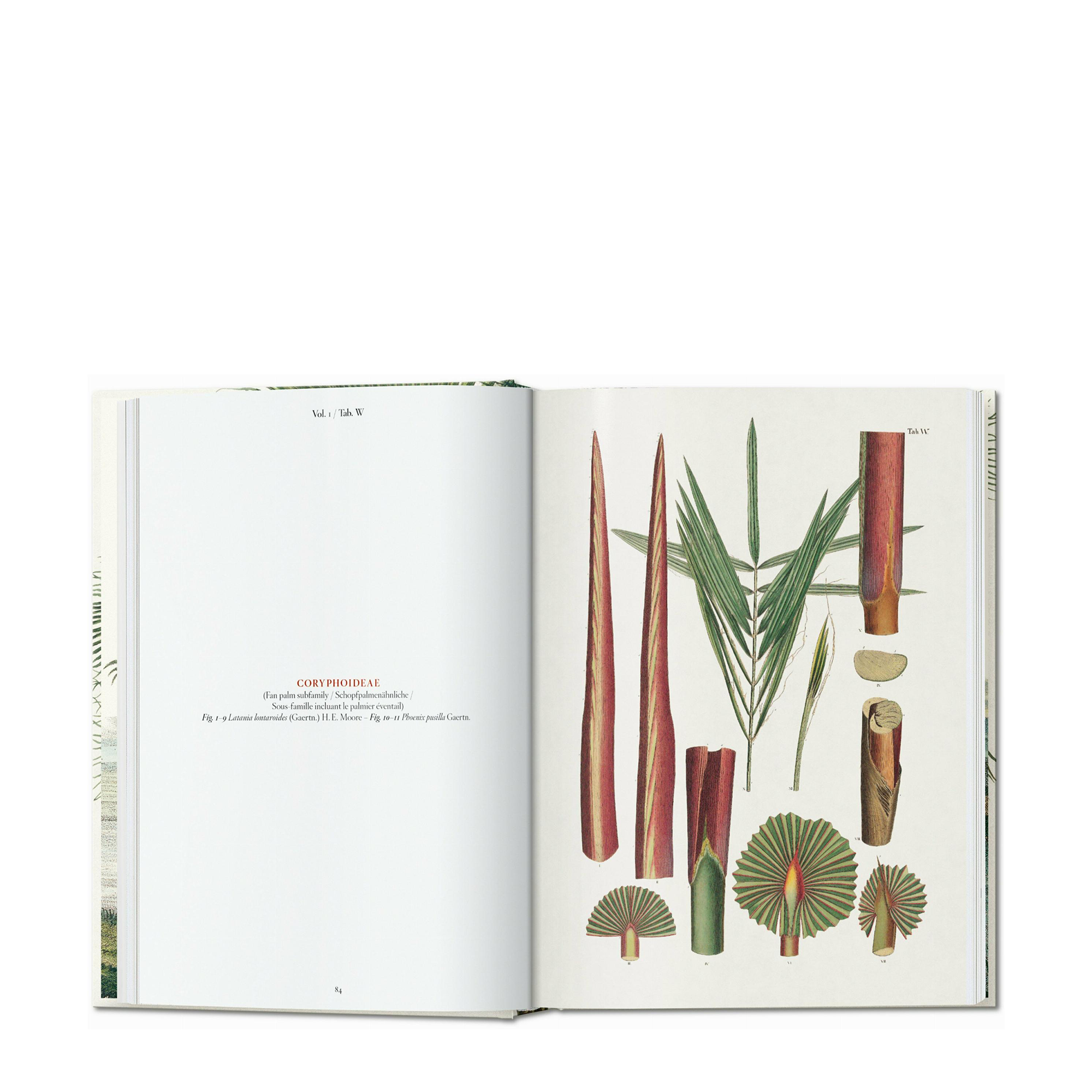 Martius. The Book of Palms