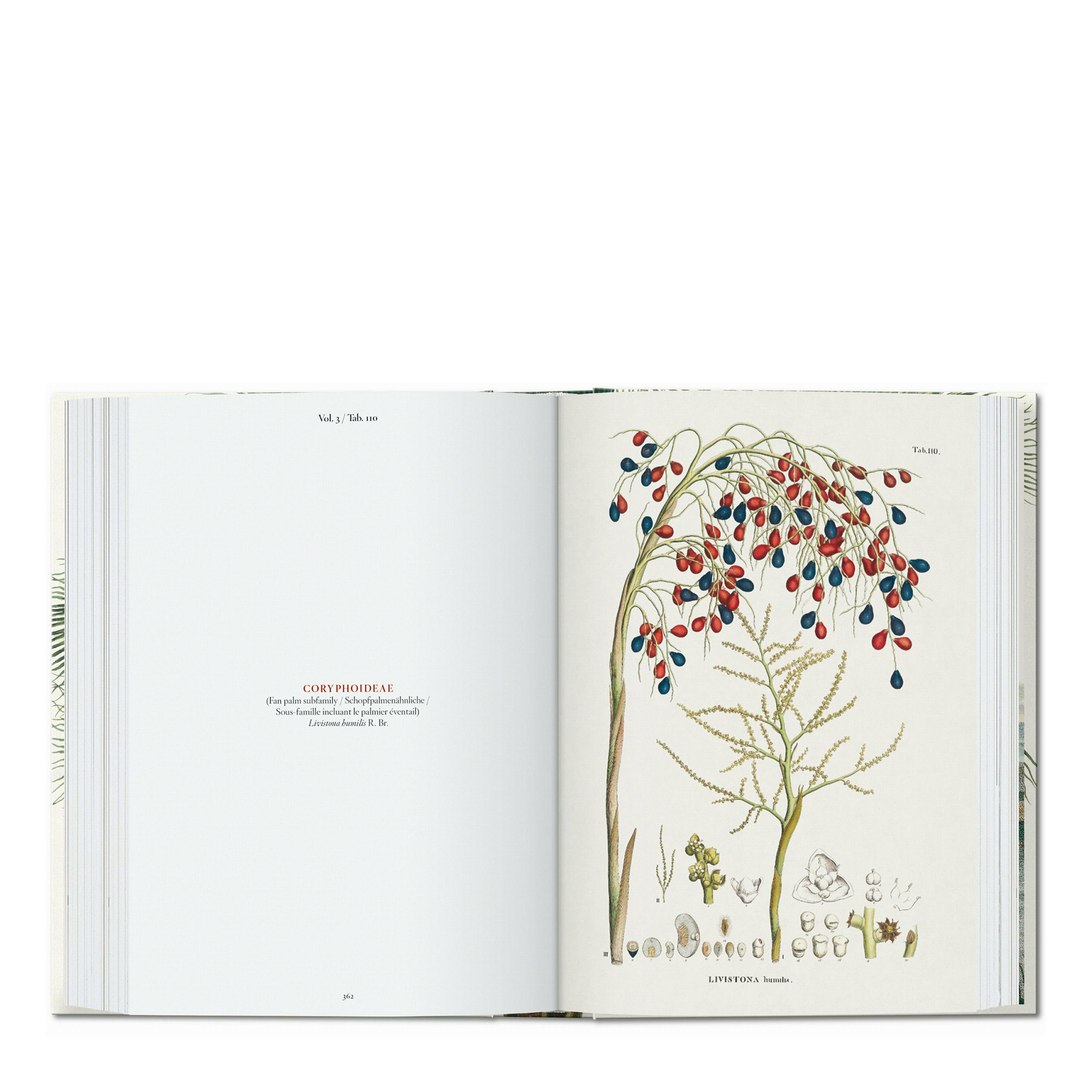 Martius. The Book of Palms