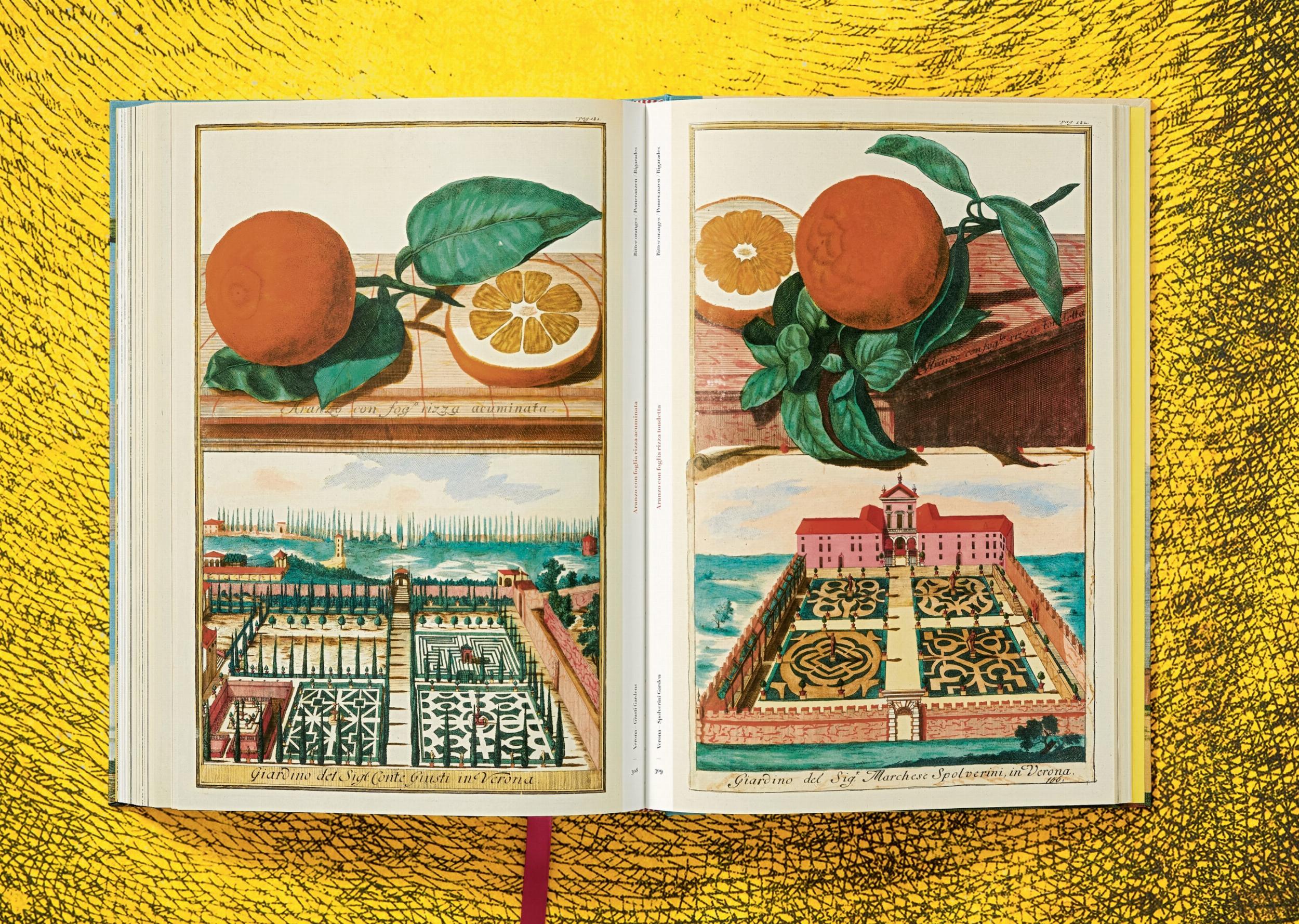 The Book of Citrus Fruits J. C. Volkamer
