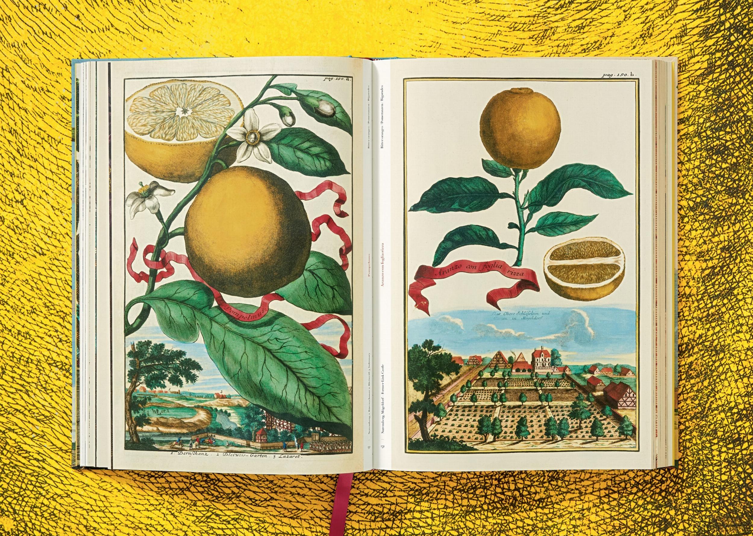 The Book of Citrus Fruits J. C. Volkamer