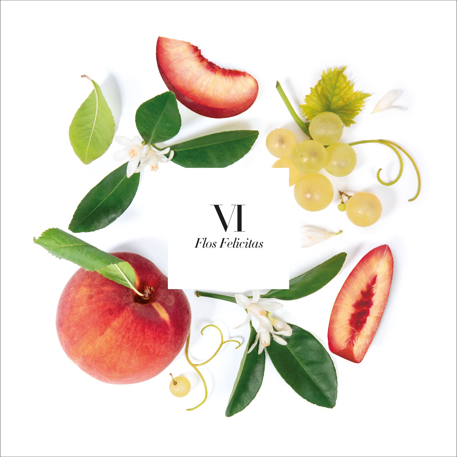 Candle Refill - Flos Felicitas (VI)