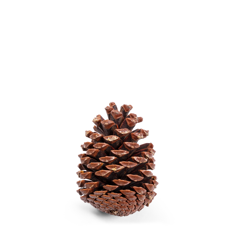 These round pinecones add a touch of nature to any space, when placed decoratively in a glass vessel, or bowl, infusing color, texture, and a delightful sense of the outdoors.