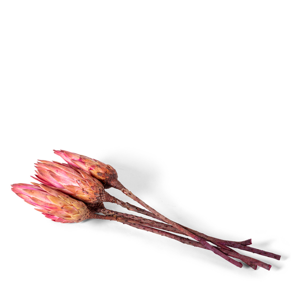 The captivating beauty of the Protea Merlot. Its warm, rich hues and unique texture make it a striking addition to bouquets, arrangements, and decorative displays.