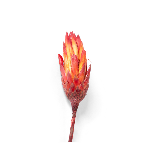 Protea - Red