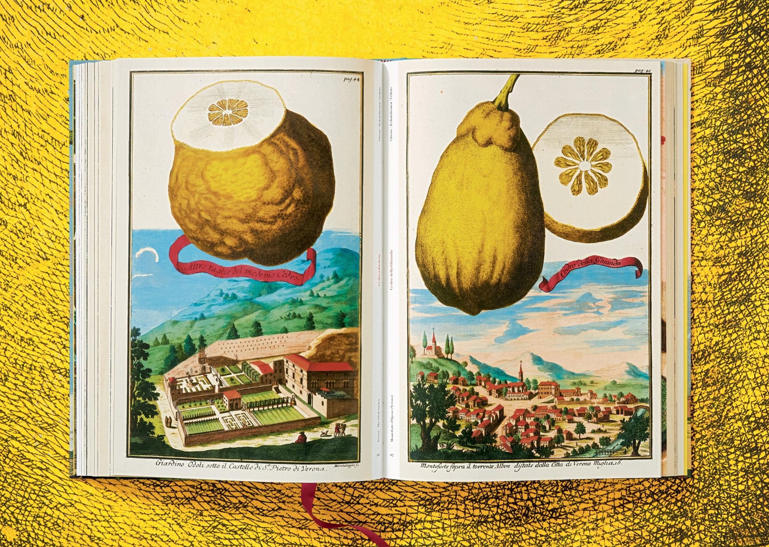 The Book of Citrus Fruits J. C. Volkamer